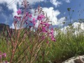 IMG_7645