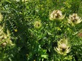 IMG_20190729_113715