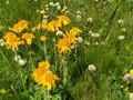 IMG_20190729_113732