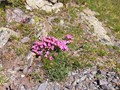 IMG_20190730_110422